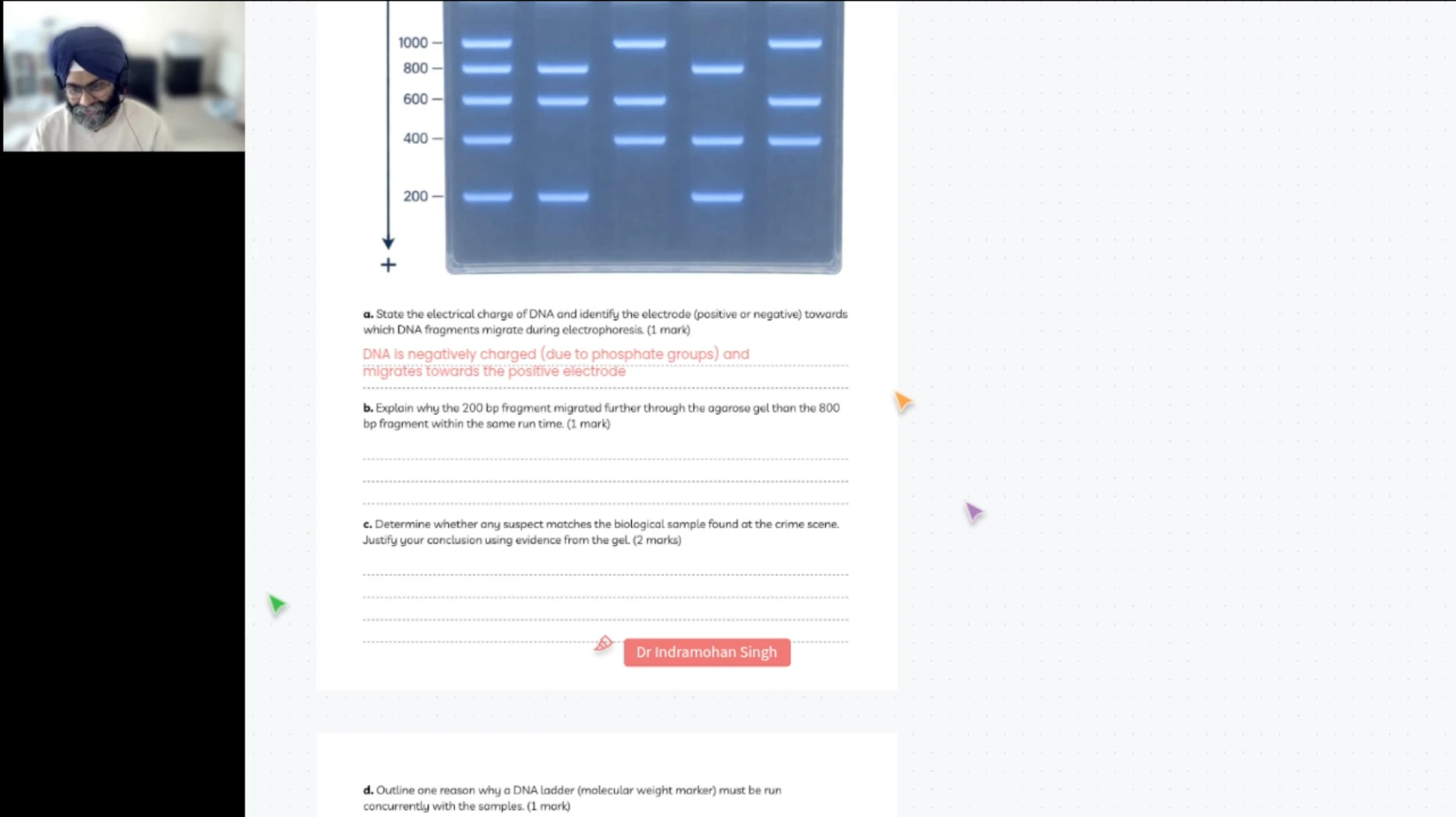 Live VCE Biology lesson reviewing a gel electrophoresis exam question